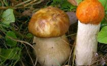 Не ешь поганку: сервис для распознавания грибов по фотографии